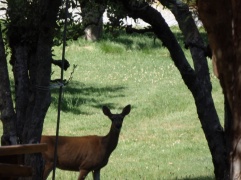 Deer in Yard